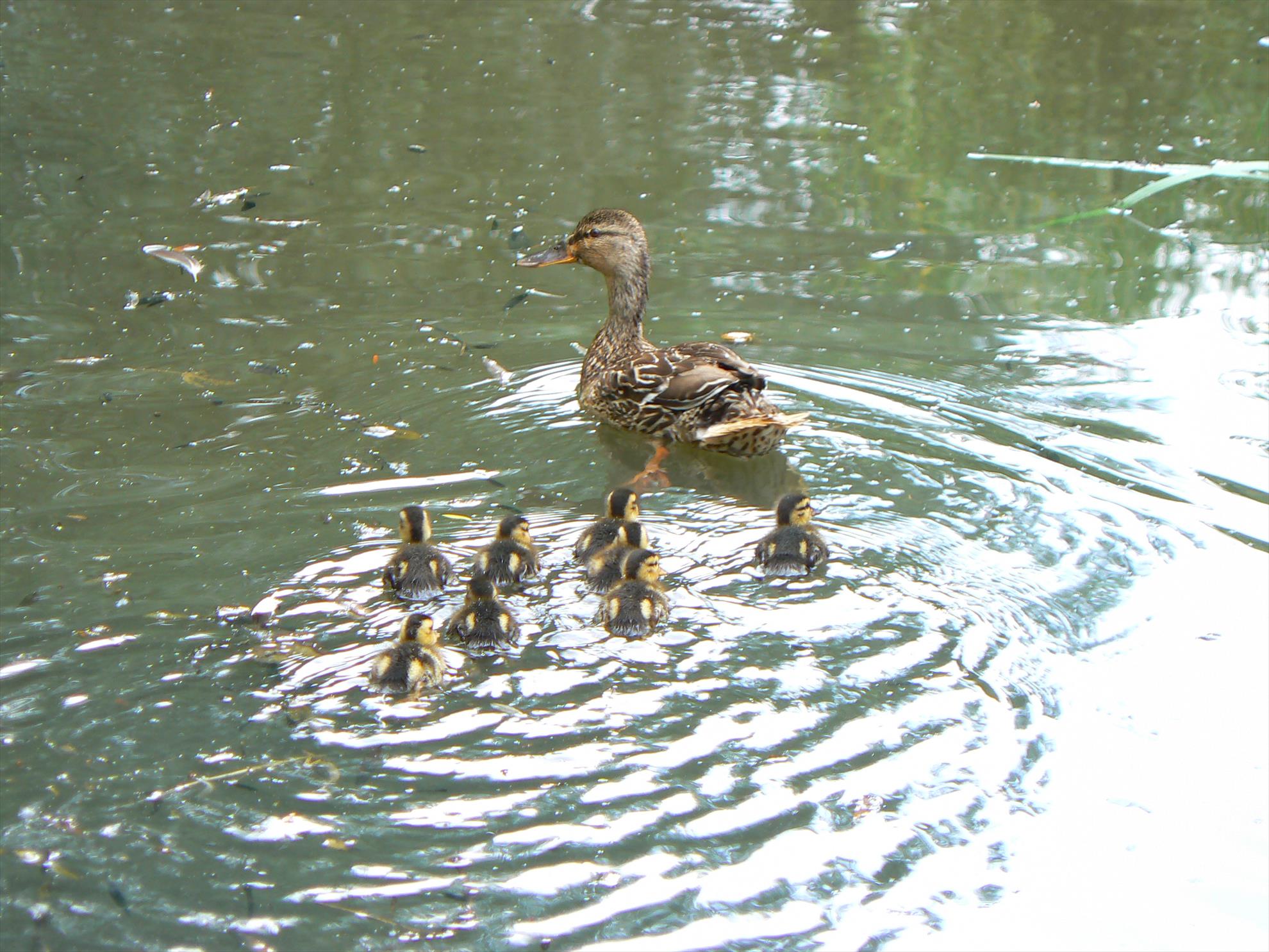 Pasari salbatice - p1030459.JPG